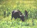 moose1.gif